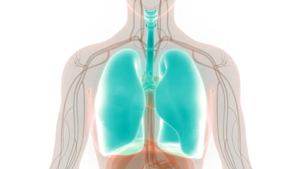 Anatomia Polmonare Del Sistema Respiratorio Umano — Foto Stock