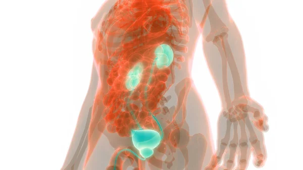 Riñones Del Sistema Urinario Humano Con Anatomía Vesical —  Fotos de Stock