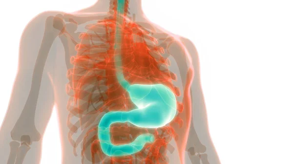 Anatomía Estomacal Del Sistema Digestivo Humano Ilustración —  Fotos de Stock