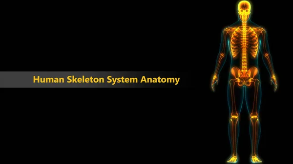 Human Skeleton System Anatomy. 3D — Stock Image Human Skeleton System Anatomy Stock Picture