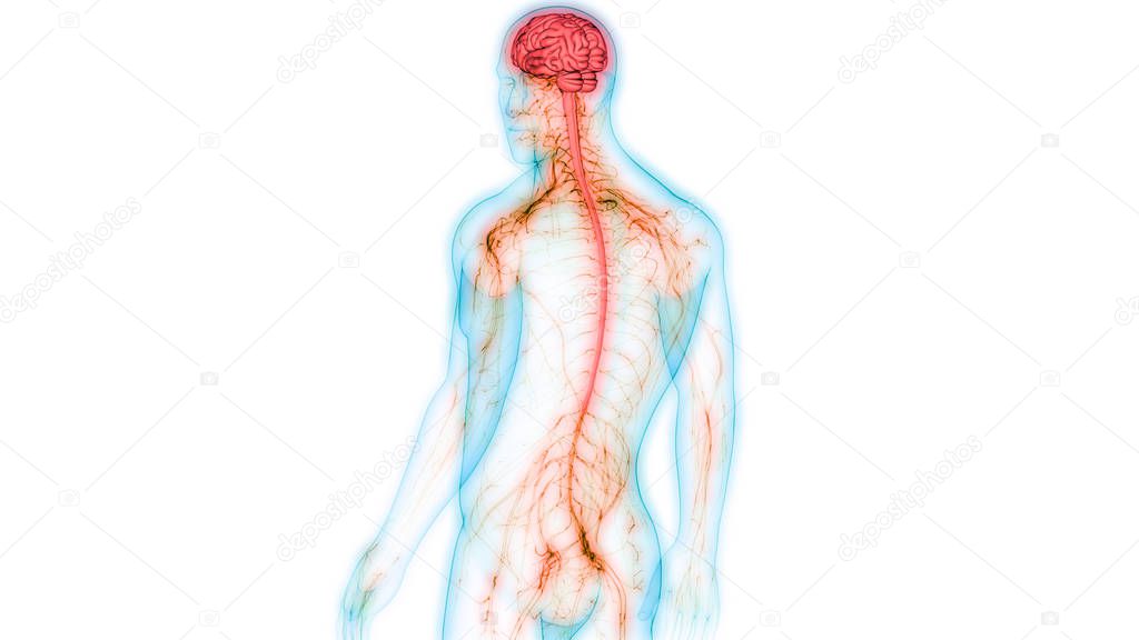 Human Central Nervous System Brain Anatomy. 3D