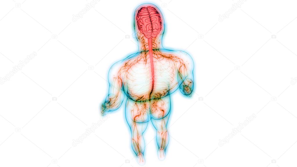 Central Organ of Human Nervous System Anatomy. 3D