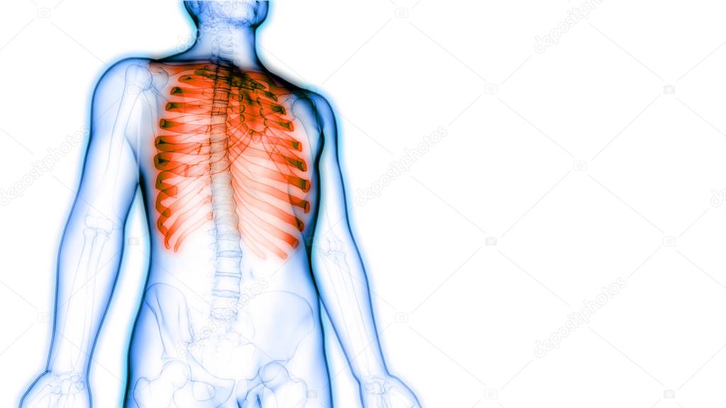 3D Illustration of Human Skeleton System Rib Cage Anatomy