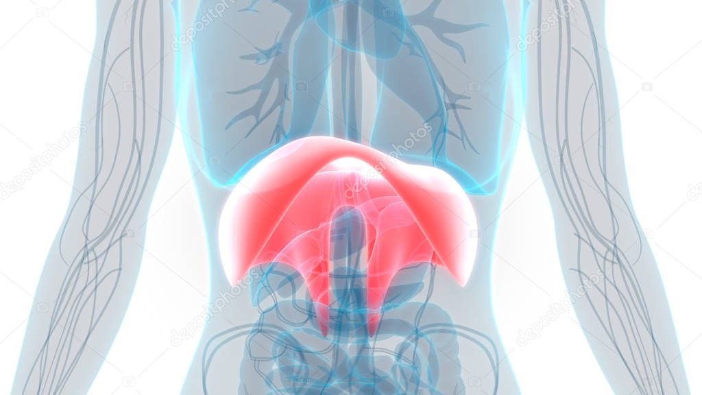 Human Respiratory System Diaphragm Anatomy. 3D - Illustration