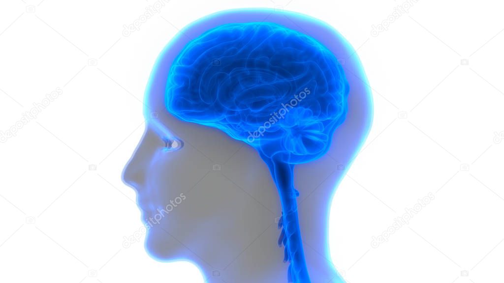 Human Brain Anatomy. 3D illustration 