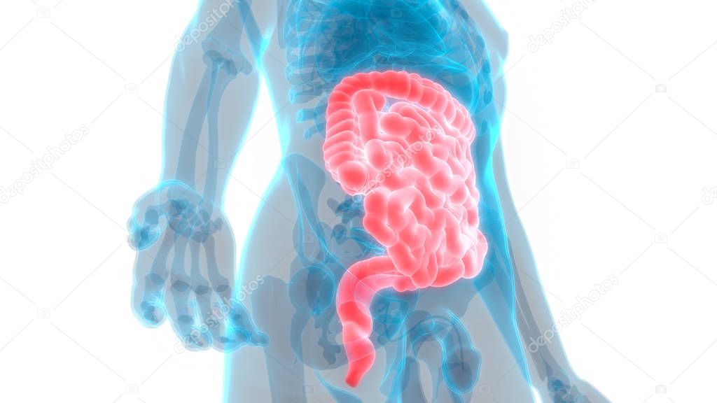 Human Digestive System Large and Small Intestine Anatomy. 3D - Illustration