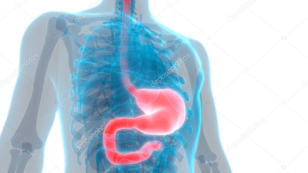 Human Digestive System Stomach Anatomy. 3D - Illustration