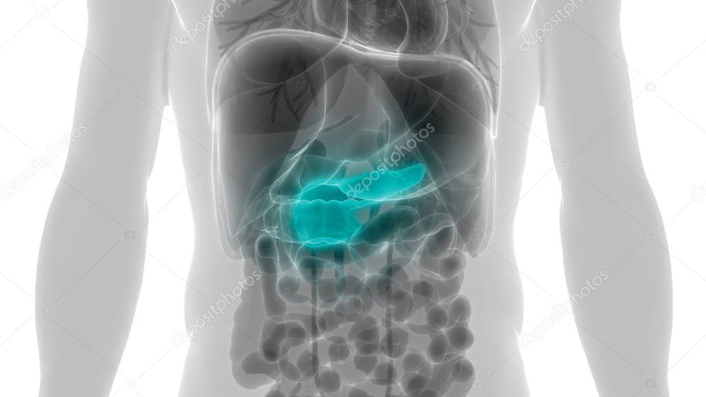 Human Internal Digestive Organ Pancreas Anatomy. 3D - Illustration