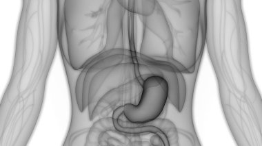 İnsan sindirim sistemi mide anatomisi. 3D - Görüntü