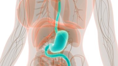 İnsan sindirim sistemi mide anatomisi. 3D - Görüntü