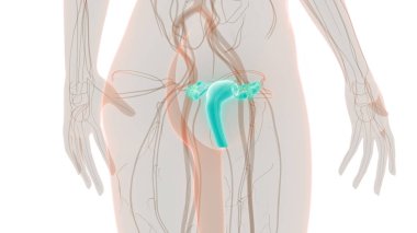Kadın Üreme Sistemi Anatomisi. Üç Boyut
