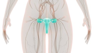 Kadın Üreme Sistemi Anatomisi. Üç Boyut