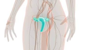 Kadın Üreme Sistemi Anatomisi. Üç Boyut