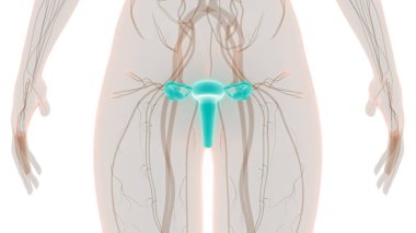 Kadın Üreme Sistemi Anatomisi. Üç Boyut