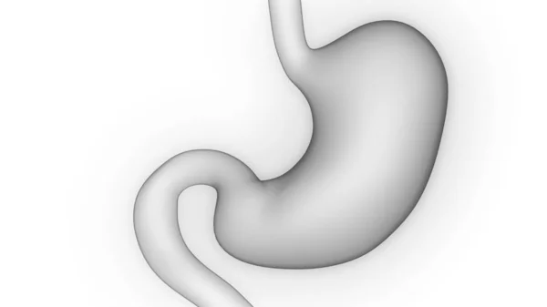 Human Digestive System Stomach Anatomy Illustration — Stock Photo, Image