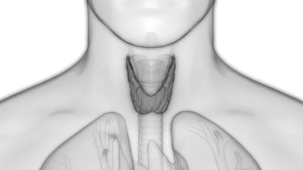 Anatomia Das Glândulas Corpo Humano Glândula Tireóide Ilustração — Fotografia de Stock