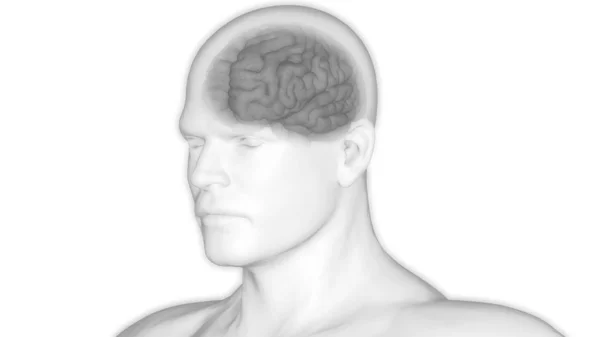 人間の神経系の解剖学の中央器官 — ストック写真