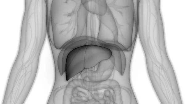 Human Internal Digestive Organ Liver Anatomy — Stock Photo, Image