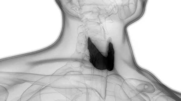 Ludzkie Ciało Wypełnia Anatomię Tarczycy Ilustracja — Zdjęcie stockowe