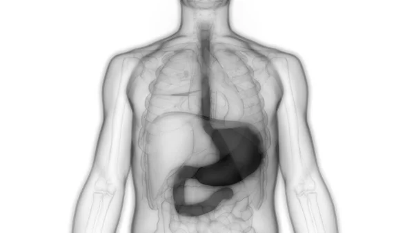 Ihmisen Ruoansulatuskanavan Anatomia Kuvitus — kuvapankkivalokuva