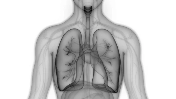 인간의 Human Respiratory System Lungs Anatomy — 스톡 사진