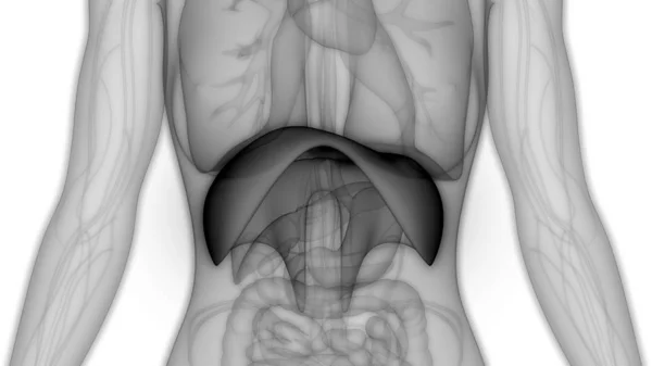 Emberi Légzőszervi Rekeszizom Anatómia Illusztráció — Stock Fotó