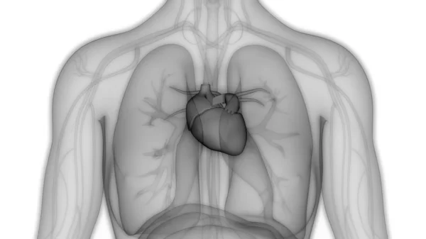 Sistema Circulatorio Humano Anatomía Del Corazón — Foto de Stock