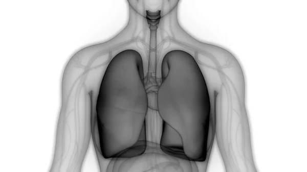 인간의 Human Respiratory System Lungs Anatomy — 스톡 사진