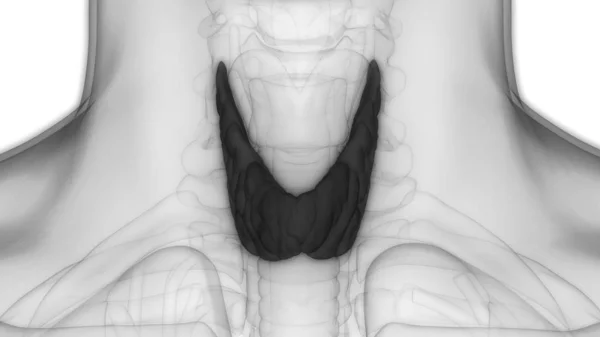 사람의 Thyroid Gland Anatomy 만든다 Illustration — 스톡 사진