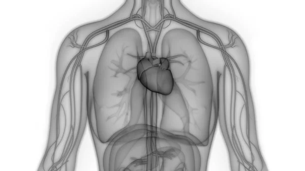 Emberi Keringési Rendszer Szív Anatómia — Stock Fotó