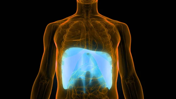 Anatomia Diafragma Sistema Respiratório Humano Ilustração — Fotografia de Stock
