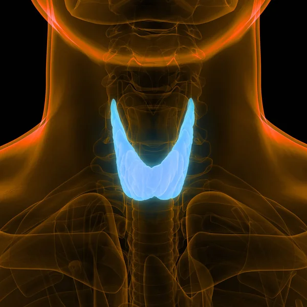 Menselijke Lichaamsklieren Schildklier Anatomie Illustratie — Stockfoto