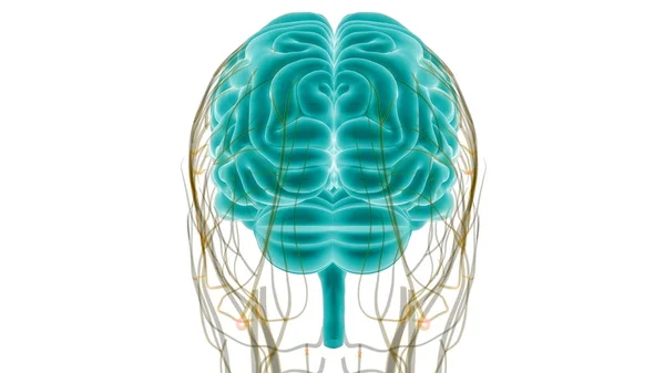 Organo Centrale Anatomia Del Sistema Nervoso Umano — Foto Stock