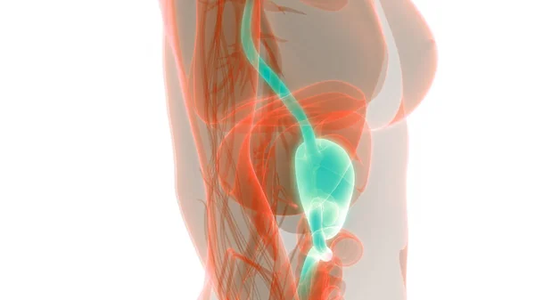 Nsan Sindirim Sistemi Mide Anatomisi Görüntü — Stok fotoğraf