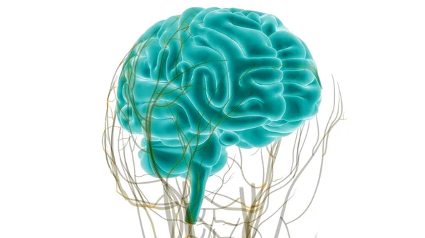 Центральний Орган Нервової Системи Людини — стокове фото