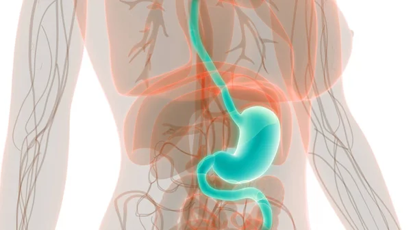Anatomia Estômago Sistema Digestivo Humano Ilustração — Fotografia de Stock
