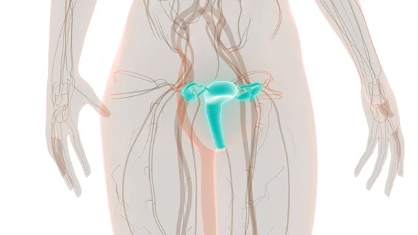 Female Reproductive System Anatomy — Stock Photo, Image