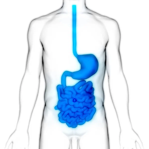 Sistema Digestivo Humano Anatomía Del Intestino Delgado Grueso Ilustración — Foto de Stock