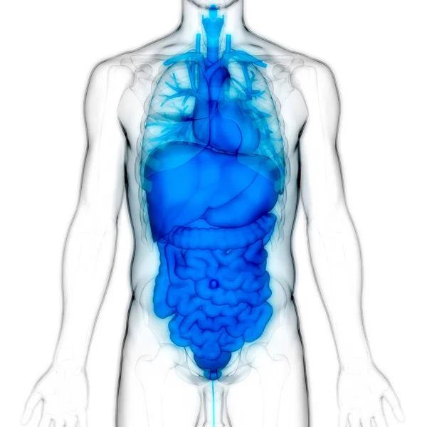 Emberi Emésztőrendszer Nagy Kicsi Bélrendszeri Anatómia Illusztráció — Stock Fotó
