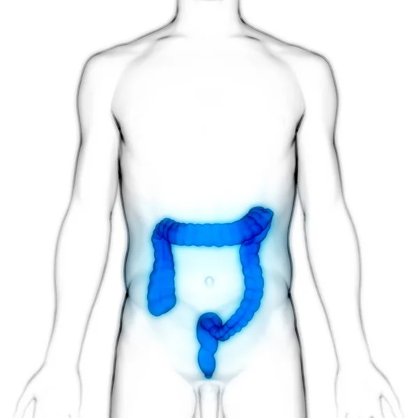 Human Digestive System Велика Інтегрована Анатомія — стокове фото