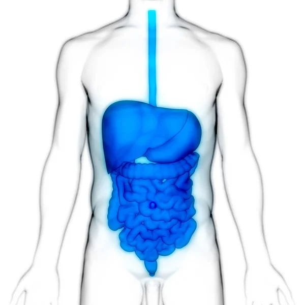 Sistema Digestivo Humano Anatomía Del Intestino Delgado Grueso Ilustración —  Fotos de Stock