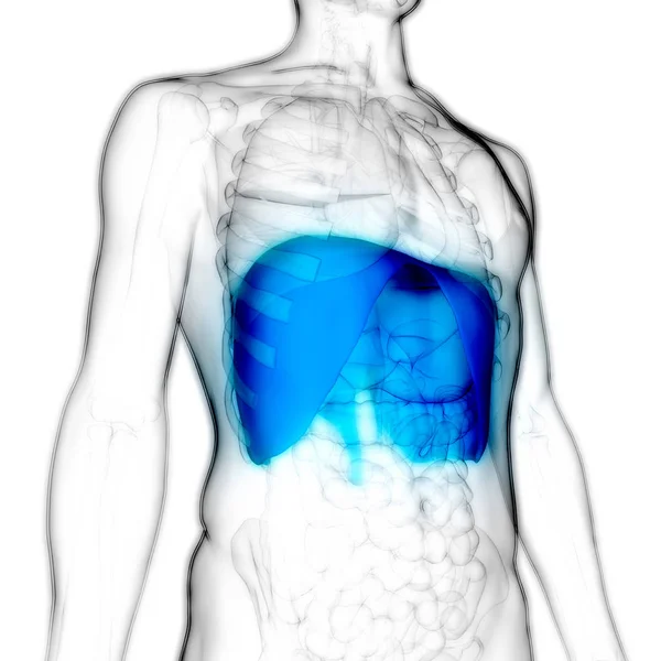 Anatomia Diafragma Sistema Respiratório Humano Ilustração — Fotografia de Stock