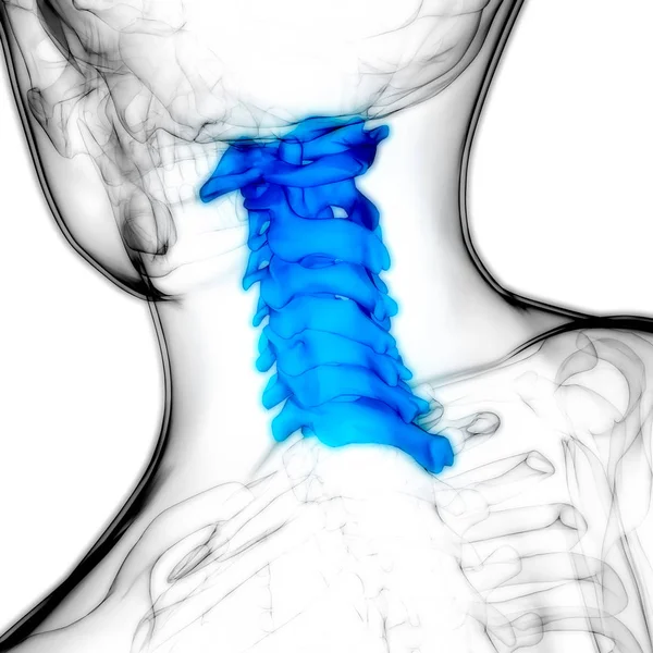 Anatomia Rdzenia Kręgowego Kręgi Szyjne Ilustracja — Zdjęcie stockowe