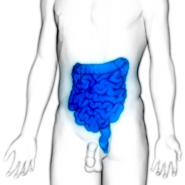 Sistema Digestivo Humano Anatomia Intestinal Grande Pequena Ilustração — Fotografia de Stock