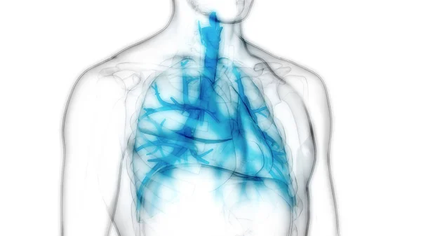 Human Respiratory System Lungs Anatomy — стокове фото