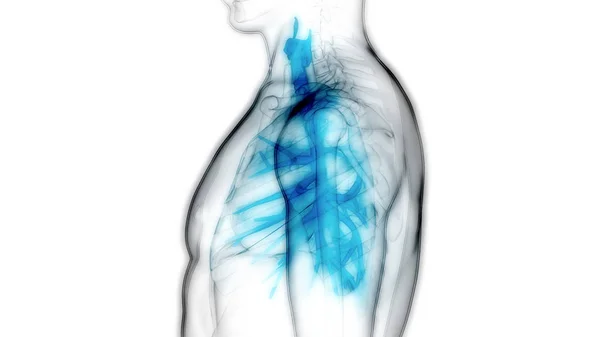 Ludzki Układ Oddechowy Anatomia Płuc — Zdjęcie stockowe