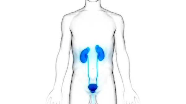 Sistema Urinário Humano Rins Com Anatomia Bexiga — Fotografia de Stock