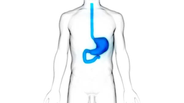 Anatomie Lidského Zažívacího Ústrojí Ilustrace — Stock fotografie