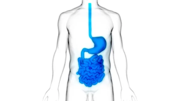 Menselijk Spijsverteringssysteem Grote Kleine Intestine Anatomie Illustratie — Stockfoto