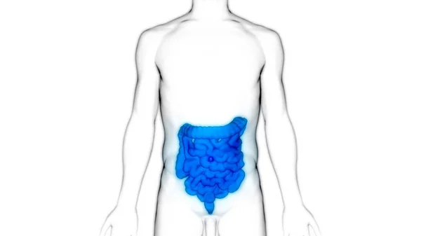 Menselijk Spijsverteringssysteem Grote Kleine Intestine Anatomie Illustratie — Stockfoto